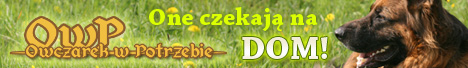 owczarek