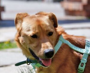Doggi