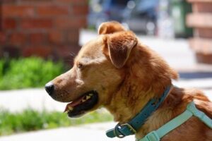 Doggi
