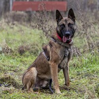 Marko