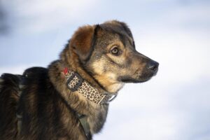 Tedi