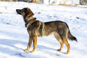 Tedi