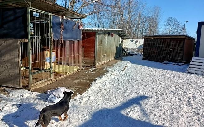 Podopieczny Azylu potrzebujący bezpiecznej przestrzeni